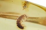 Polished Colombian Copal ( g) with Two Millipedes #265212-2